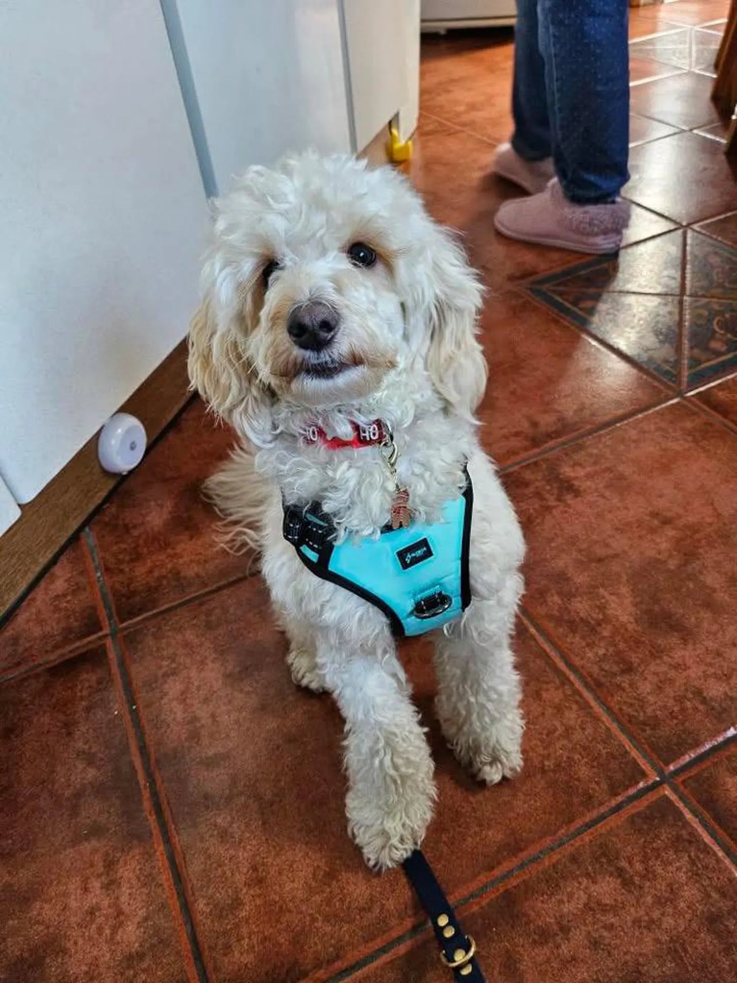 Blue Reflective No-Pull Dog Harness: Custom Color, Training Comfort
