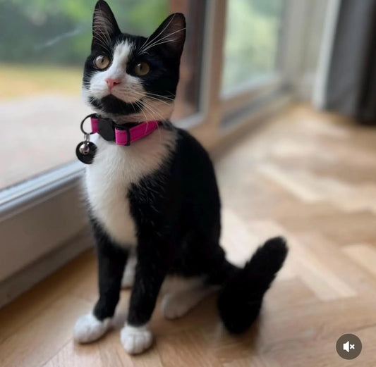 Reflective Cat Collar: Safety Breakaway Collar for Cats – Night Visibility