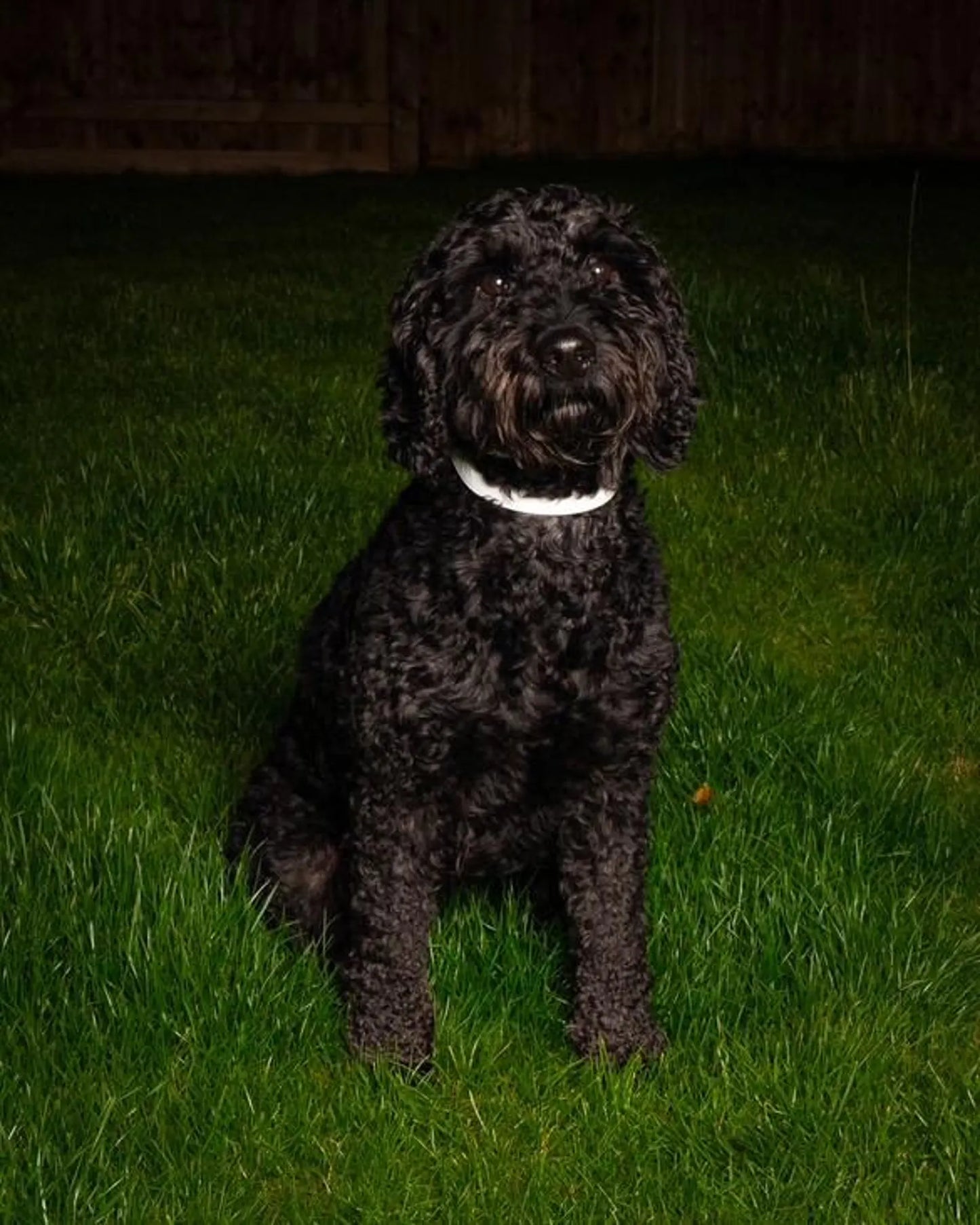 Reflective Dog Collar: Hi-vis Night Safety Pet Collar
