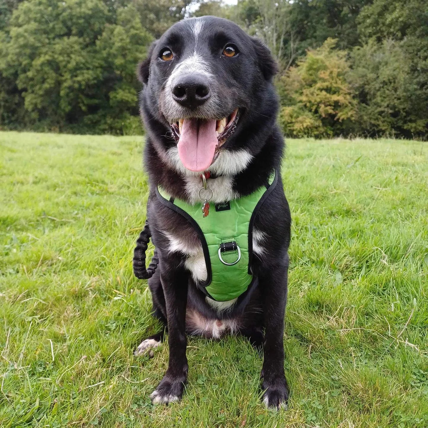 Green Reflective No-Pull Dog Harness: Custom Color, Training Comfort
