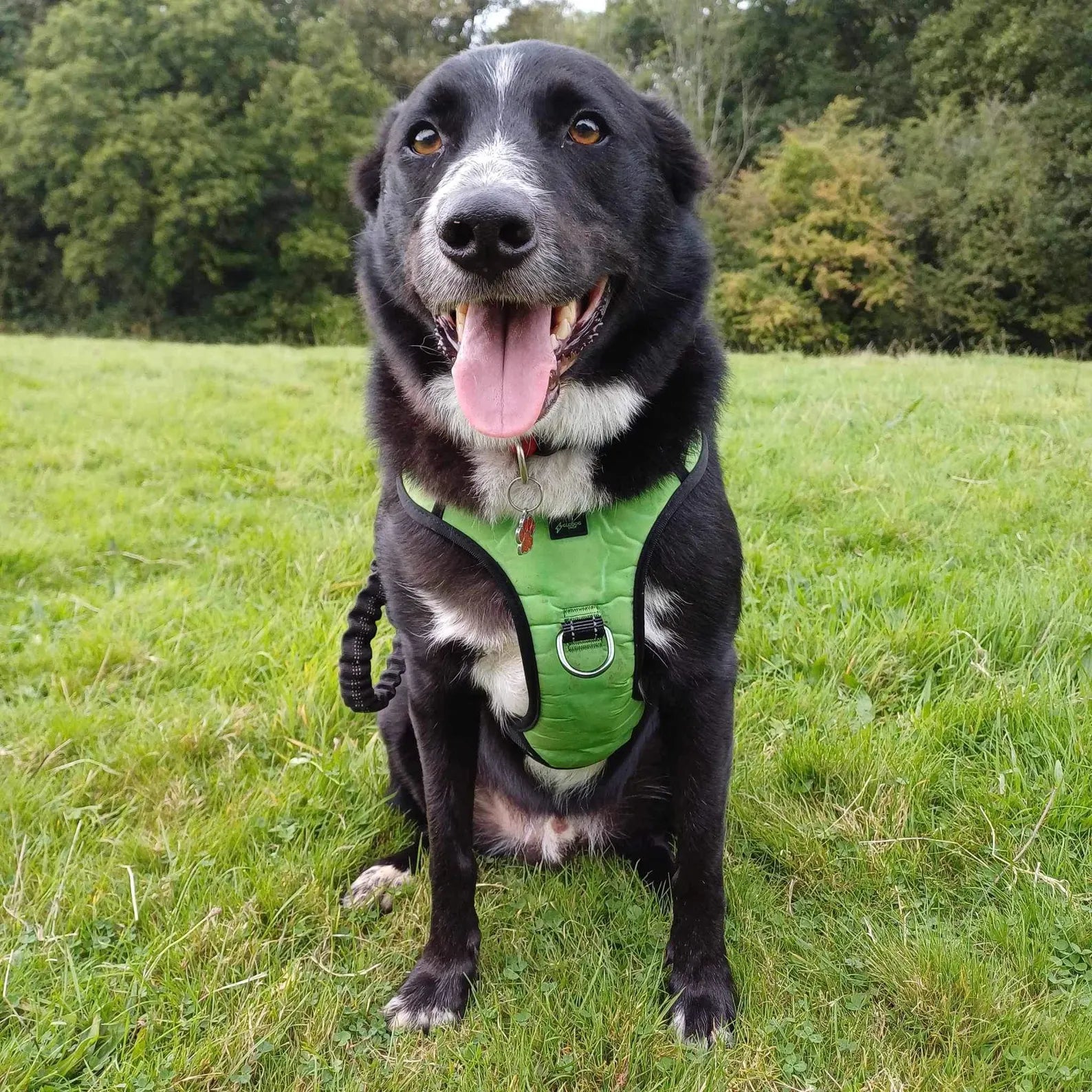 Green Reflective No-Pull Dog Harness: Custom Color, Training Comfort
