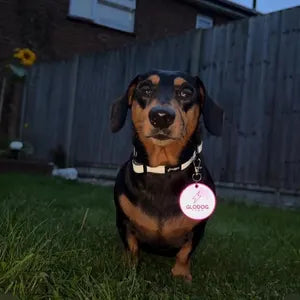 Dog wearing a collar with a tag in a backyard setting