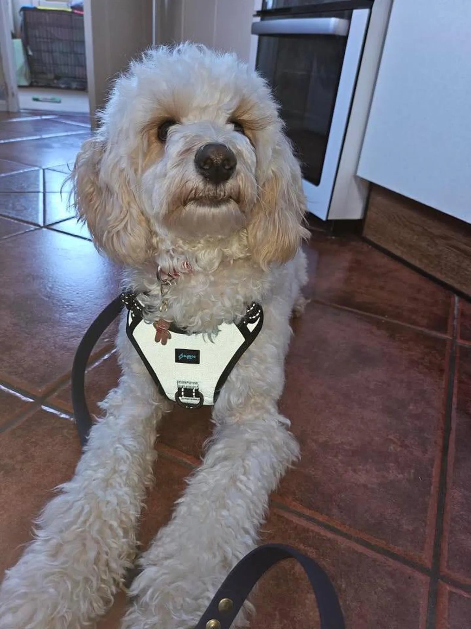 White Reflective No-Pull Dog Harness: Custom Color, Training Comfort
