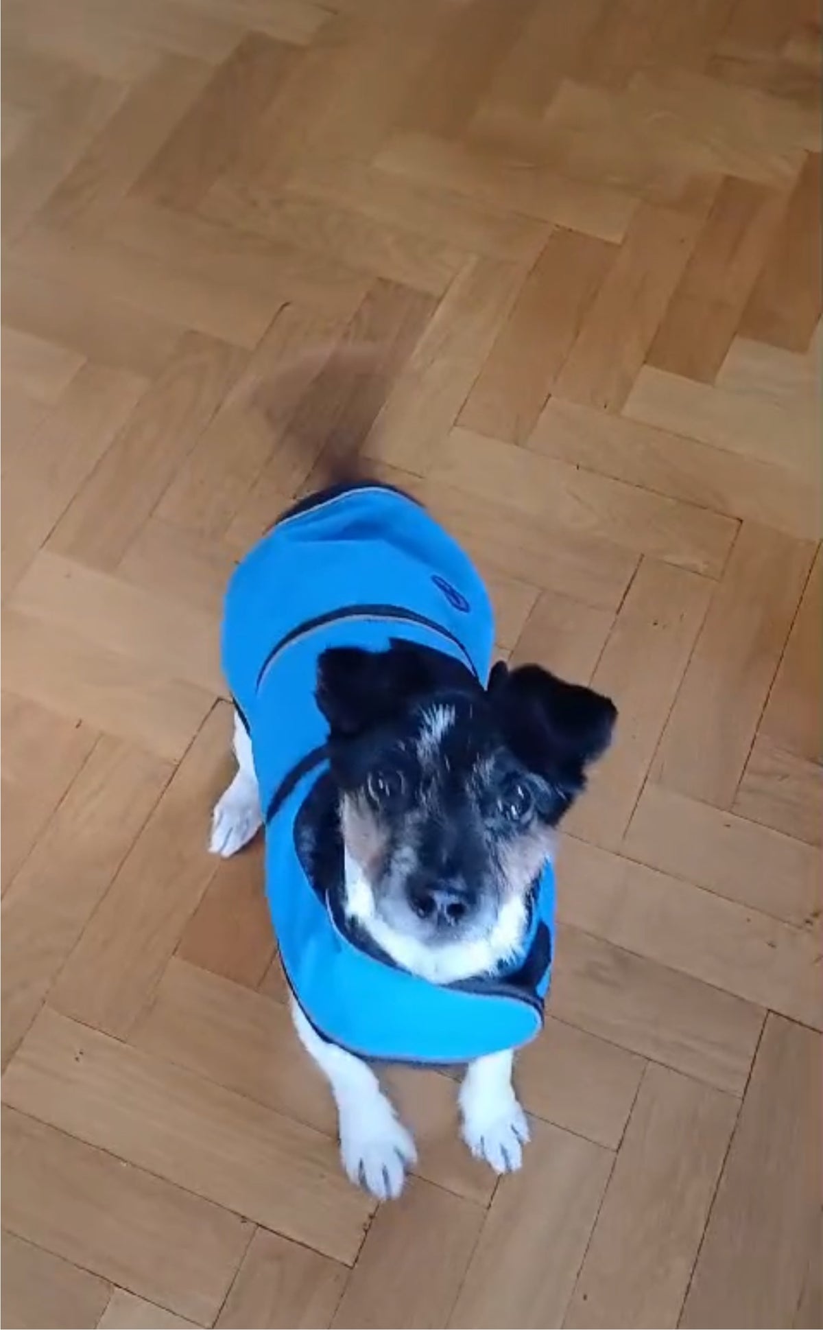 Blue Reflective Fleece Lined Waterproof Dog Coat