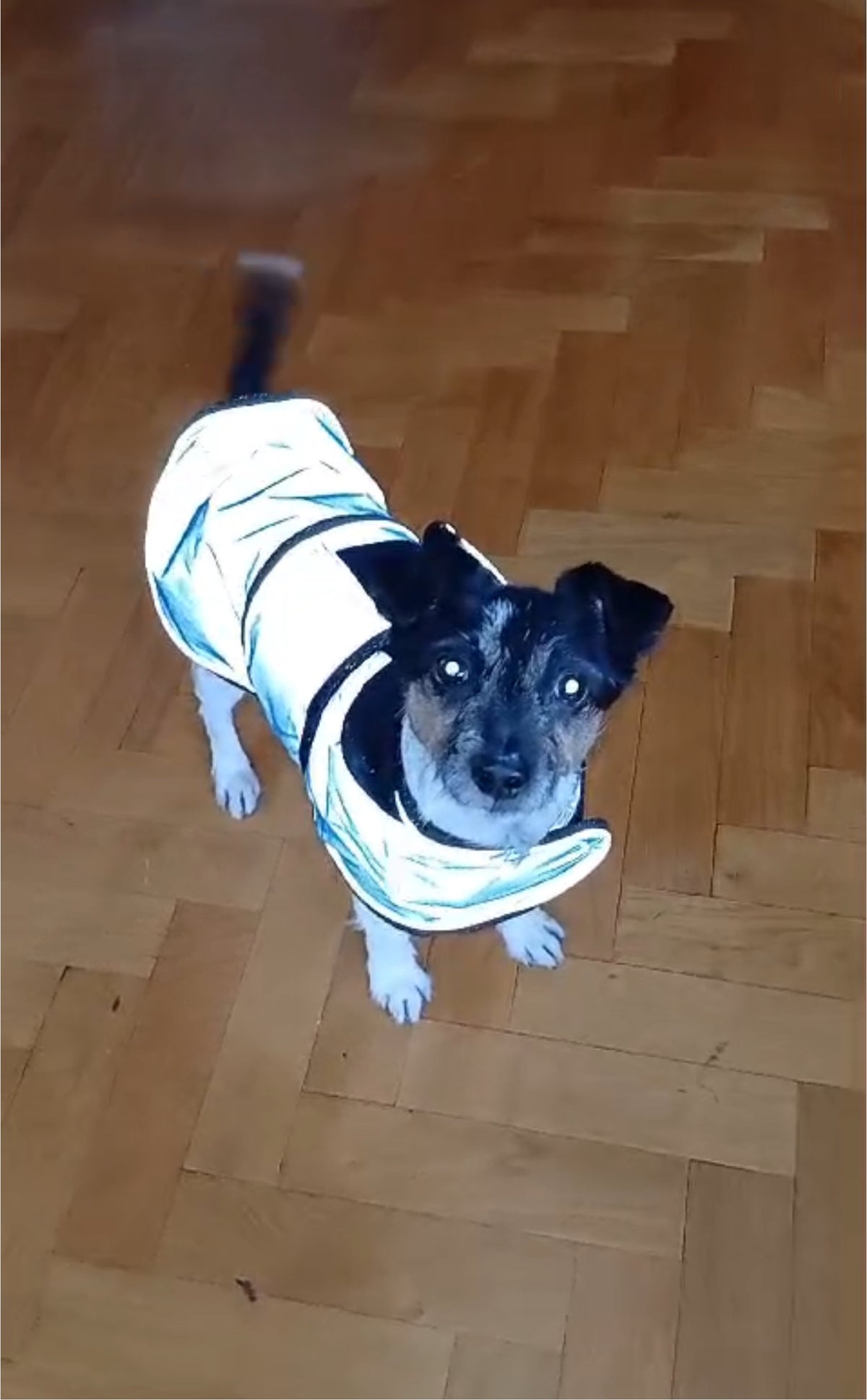 Blue Reflective Fleece Lined Waterproof Dog Coat