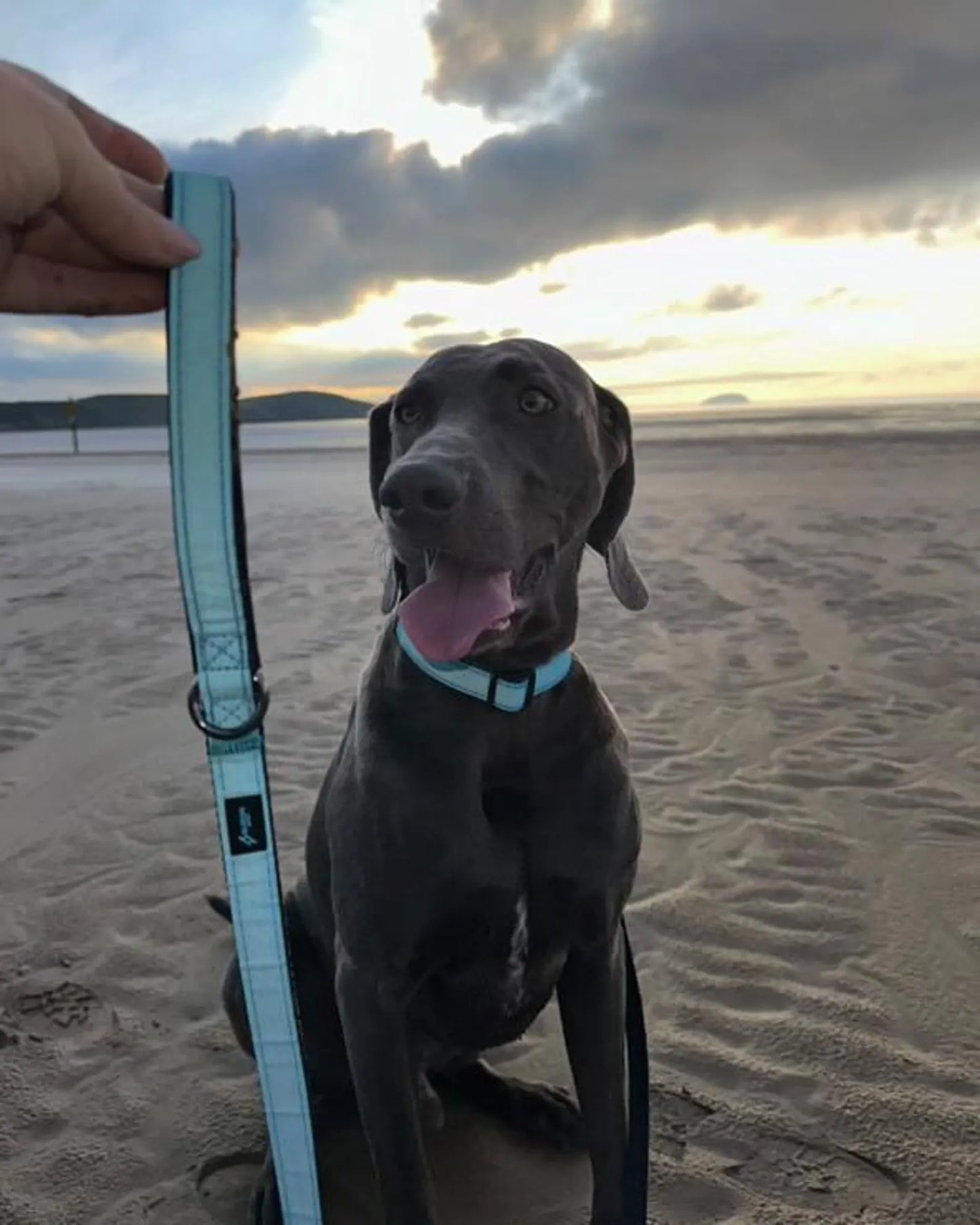 Reflective Dog Lead: Nylon Webbing with Padded Handle