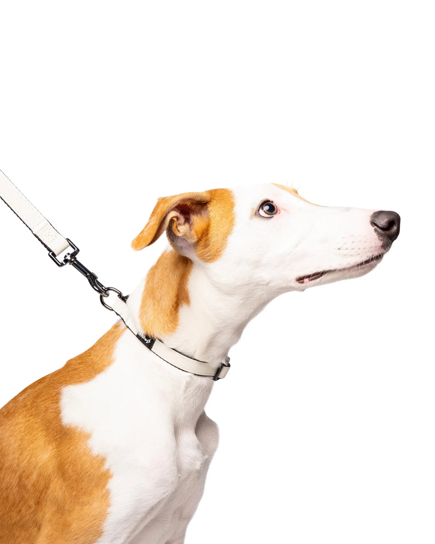 Reflective Dog Lead: Nylon Webbing with Padded Handle